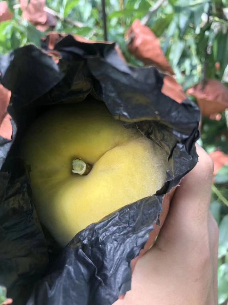 冬桃