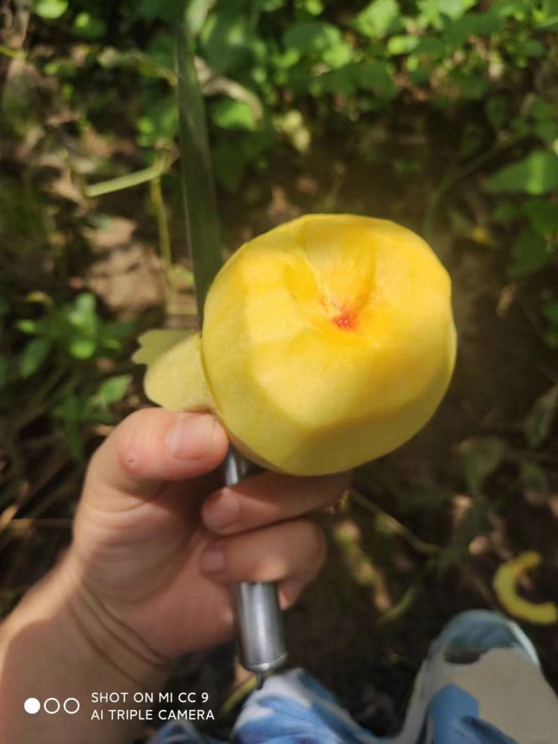 冬桃