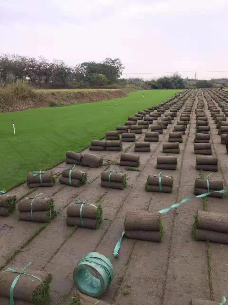 百慕大草坪/马尼拉草坪/中华结缕草（兰引三号）/沙培果岭