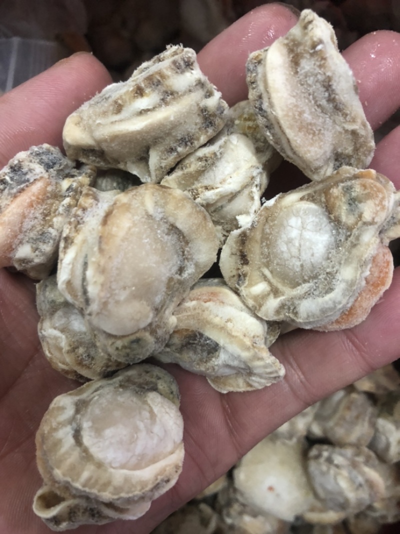 产地直销超大现剥扇贝肉当天发货不带冰衣带黄火锅店