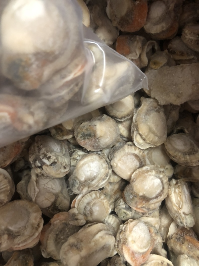 产地直销超大现剥扇贝肉当天发货不带冰衣带黄火锅店