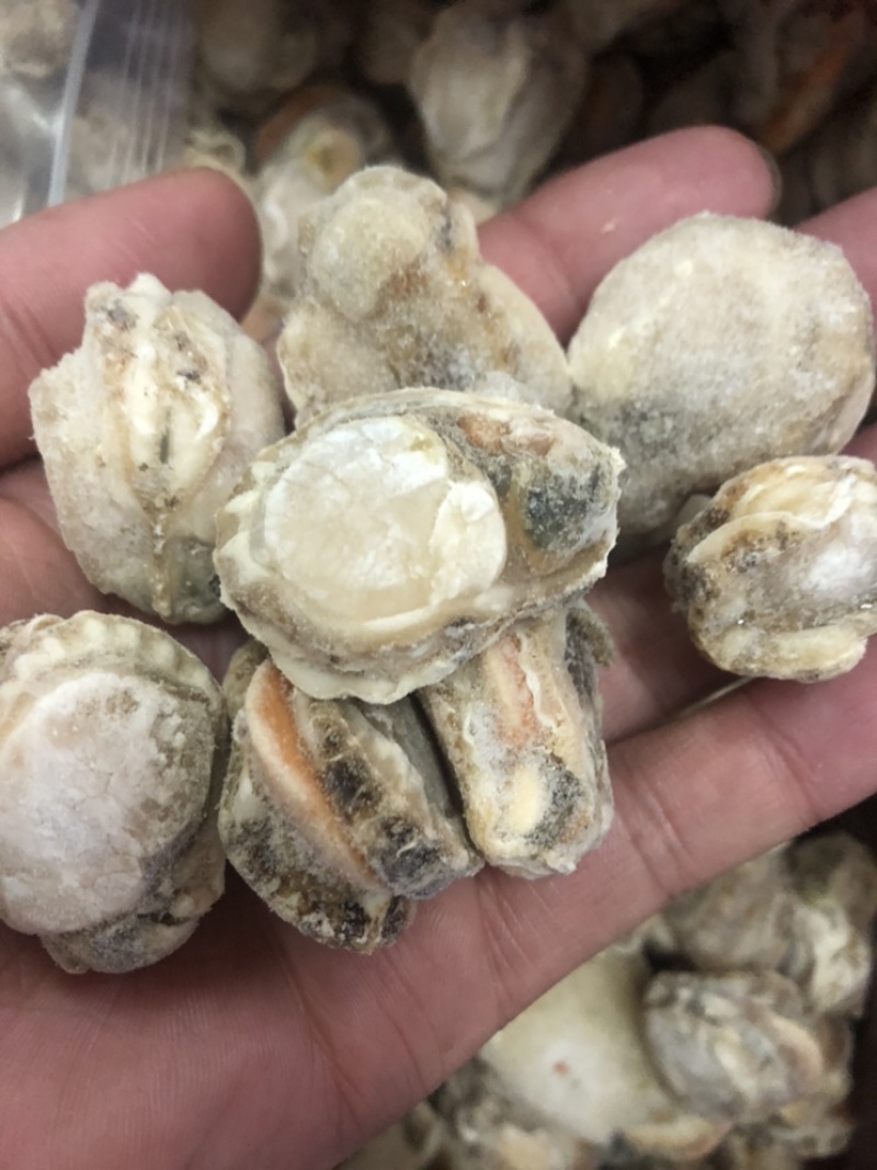 产地直销超大现剥扇贝肉当天发货不带冰衣带黄火锅店