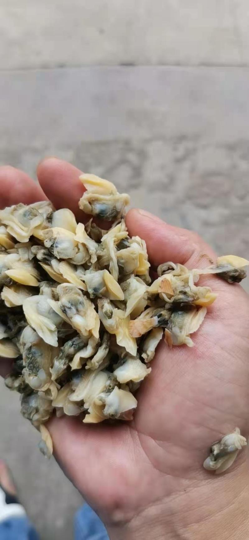 鱼肥养殖用花甲肉油甲肉北海20斤/袋