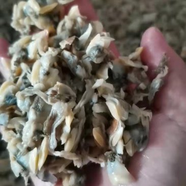 鱼肥养殖用花甲肉油甲肉北海20斤/袋