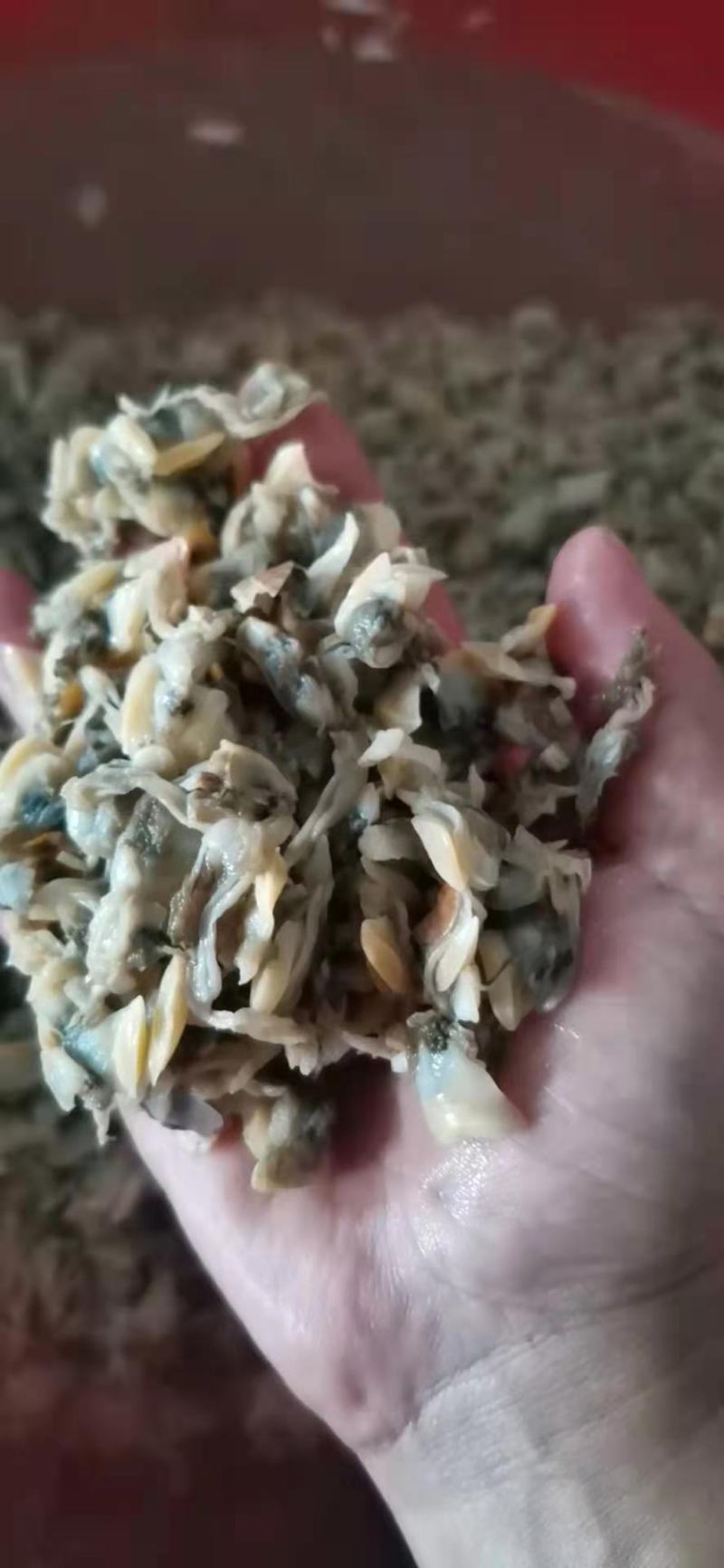 鱼肥养殖用花甲肉油甲肉北海20斤/袋