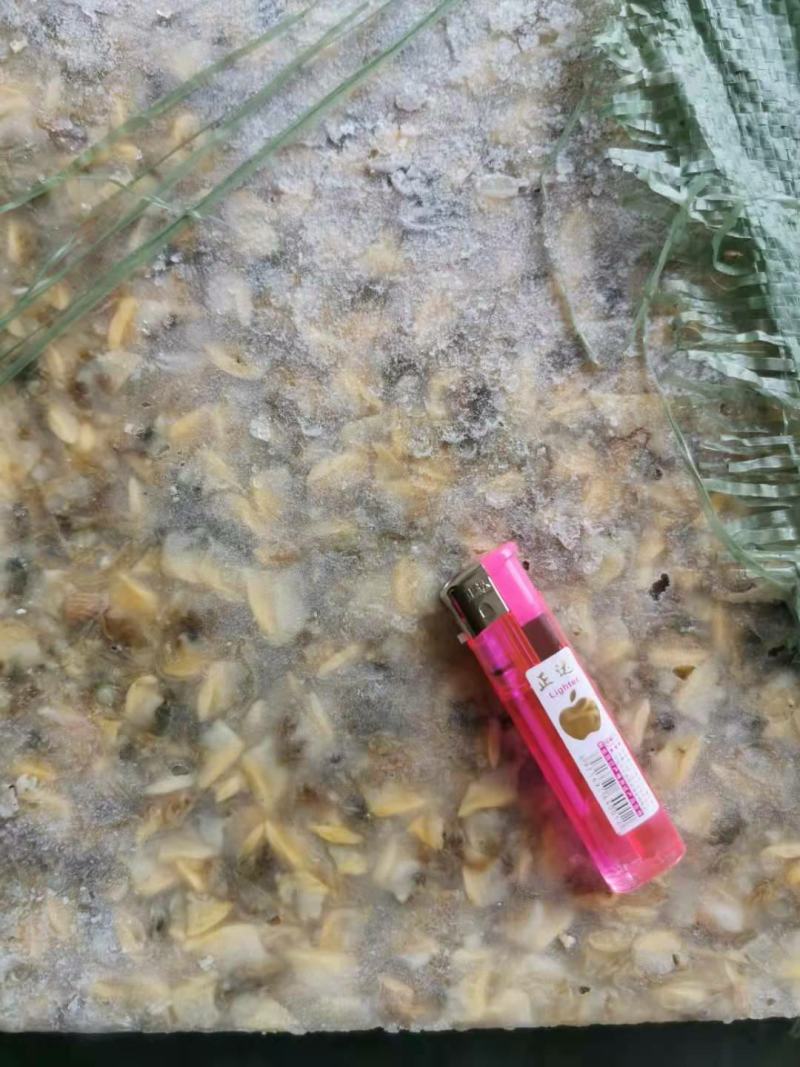 鱼肥养殖用花甲肉油甲肉北海20斤/袋