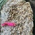 鱼肥养殖用花甲肉油甲肉北海20斤/袋