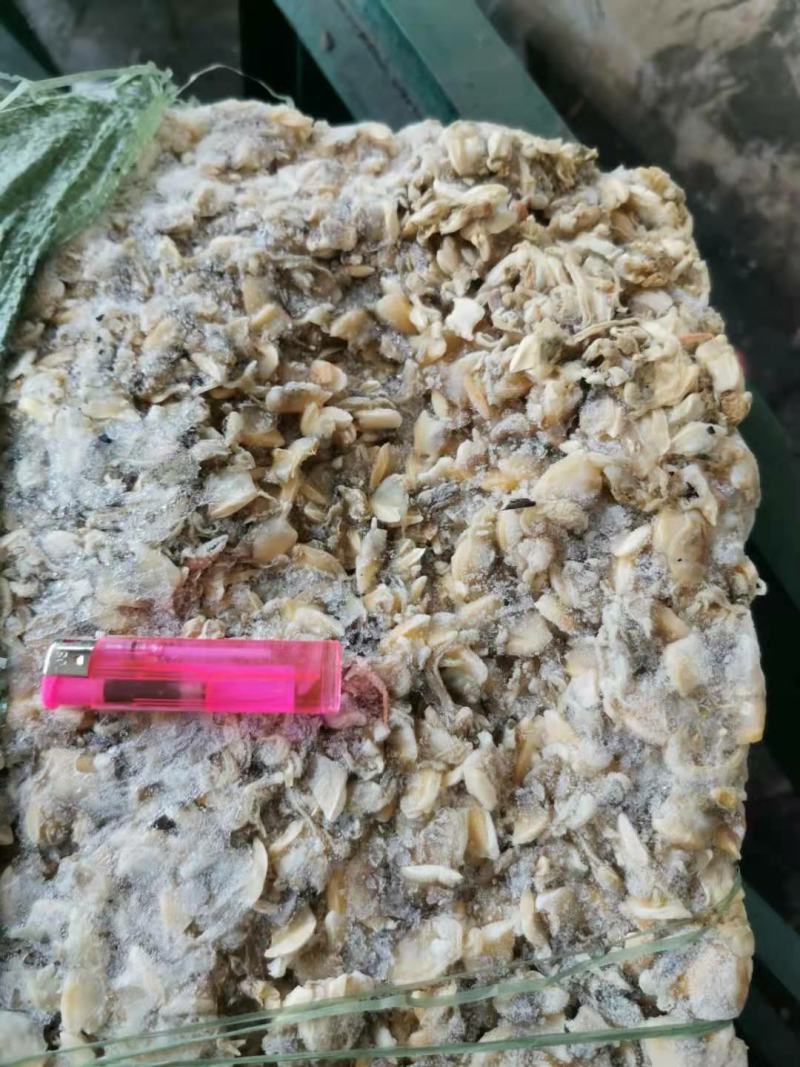 鱼肥养殖用花甲肉油甲肉北海20斤/袋