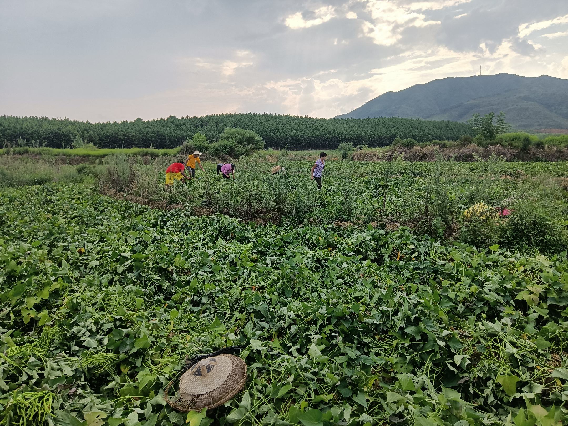 一片绿油油的红薯田,农民正在田间劳作,远处可见成熟的西瓜红红薯正在采收 西瓜红红薯种植田