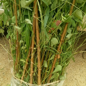 大量出售优质青梅苗一块钱一颗量大从优！欢迎订购