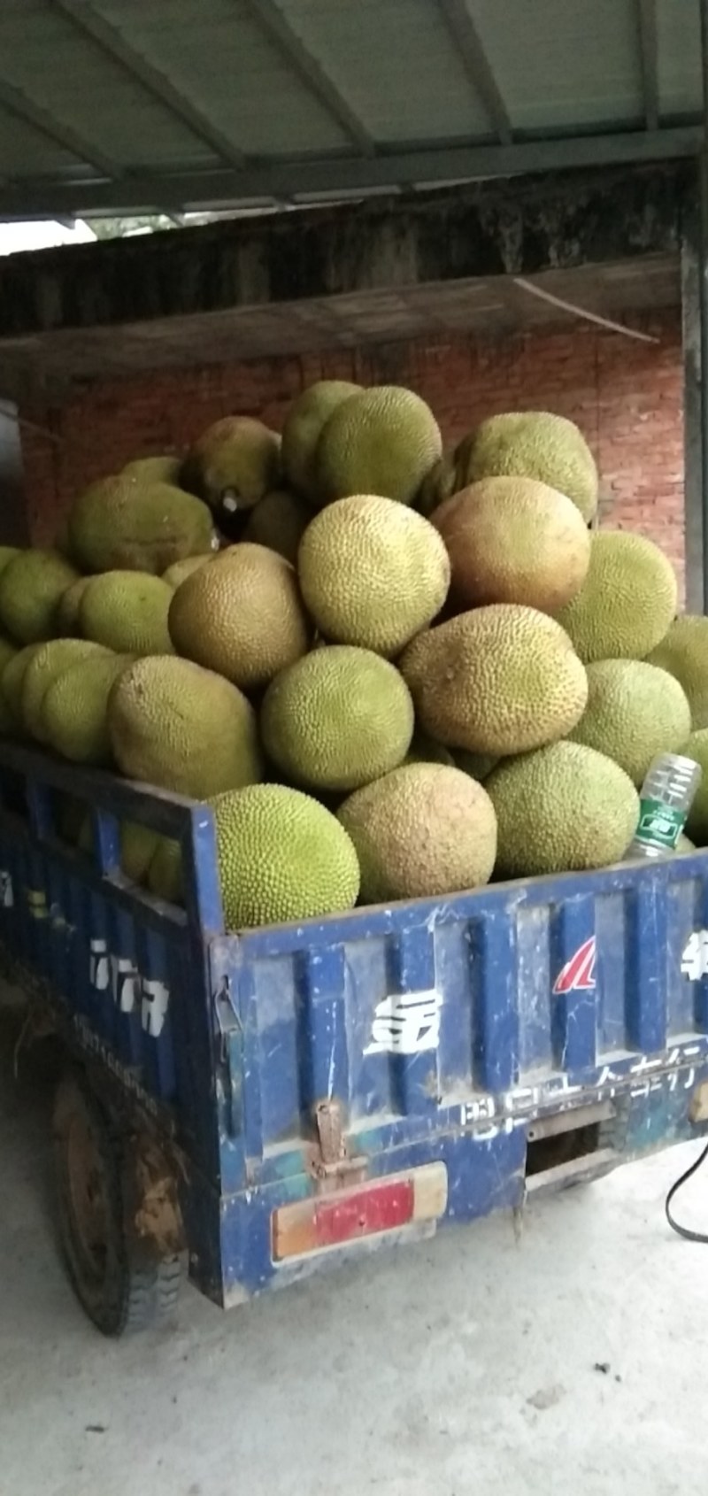 产地大量特产精品菠萝蜜一手货源保质保量，欢迎来电咨询