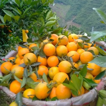 【湖北秭归夏橙】酸甜可口，果园看货订货，农户一手货源，诚