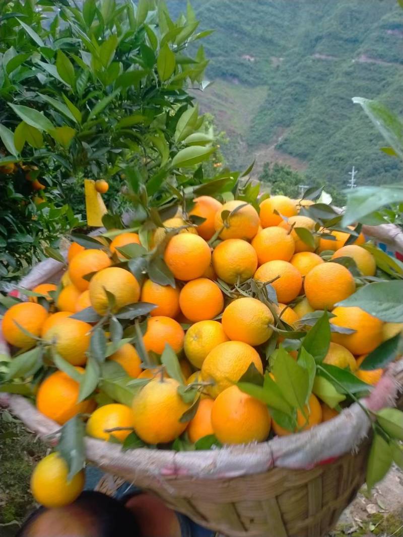 【湖北秭归夏橙】酸甜可口，果园看货订货，农户一手货源，诚