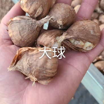 香雪兰
