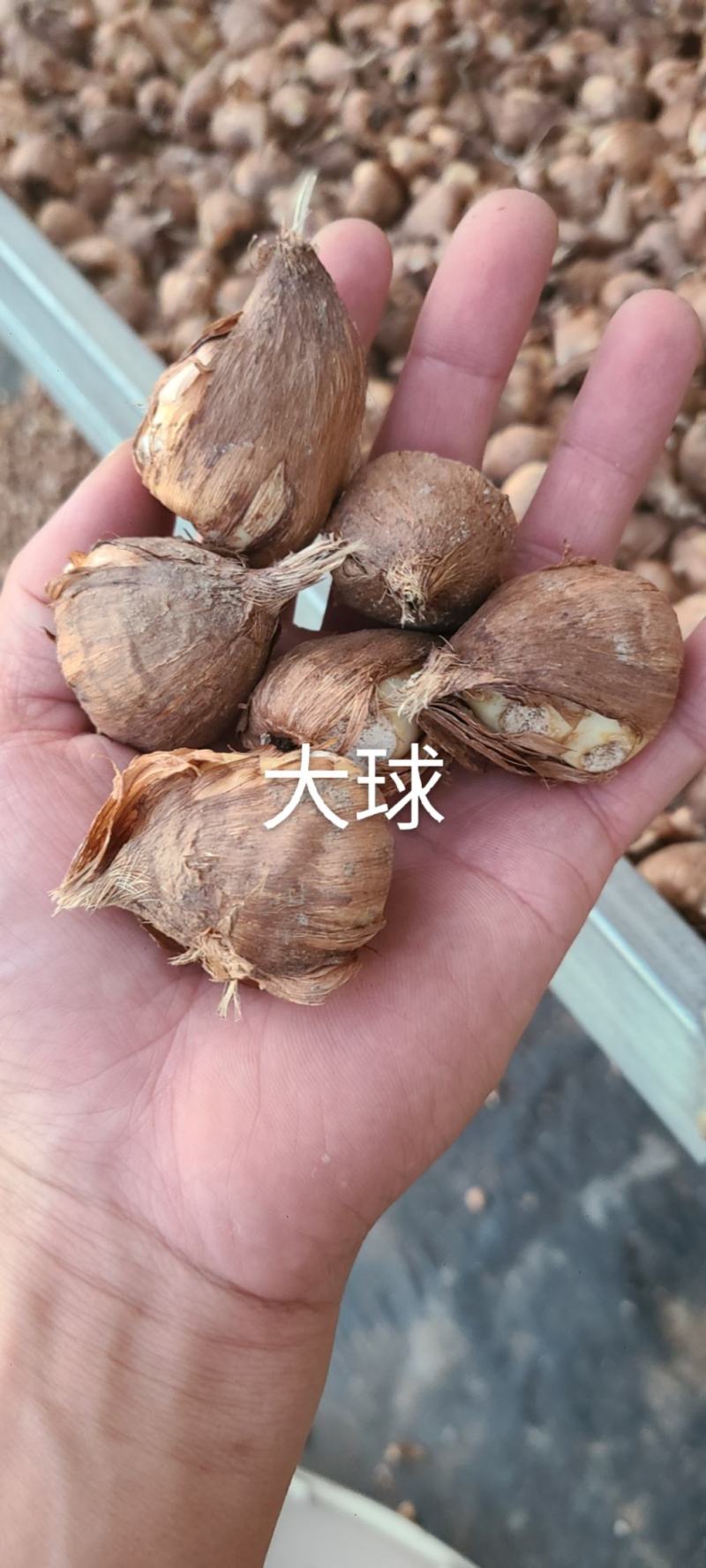 香雪兰