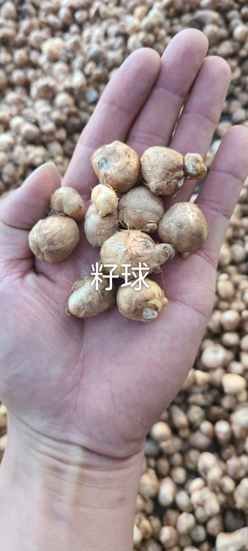 香雪兰