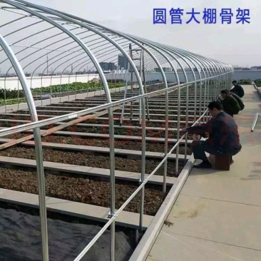 新型养殖大棚包塑管养牛棚热镀锌管养羊棚全国发货