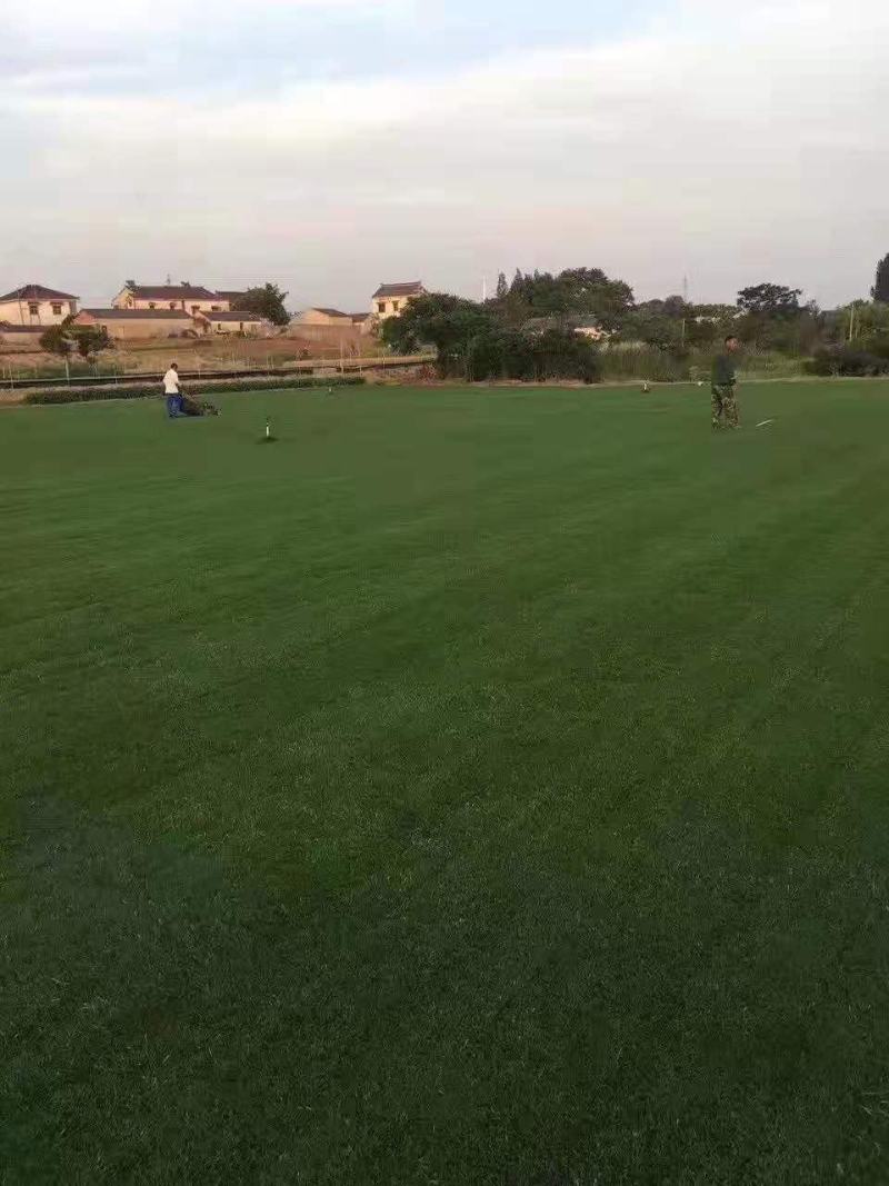 百慕大草坪，马尼拉草坪，中华结缕草（兰引三号），沙培果岭