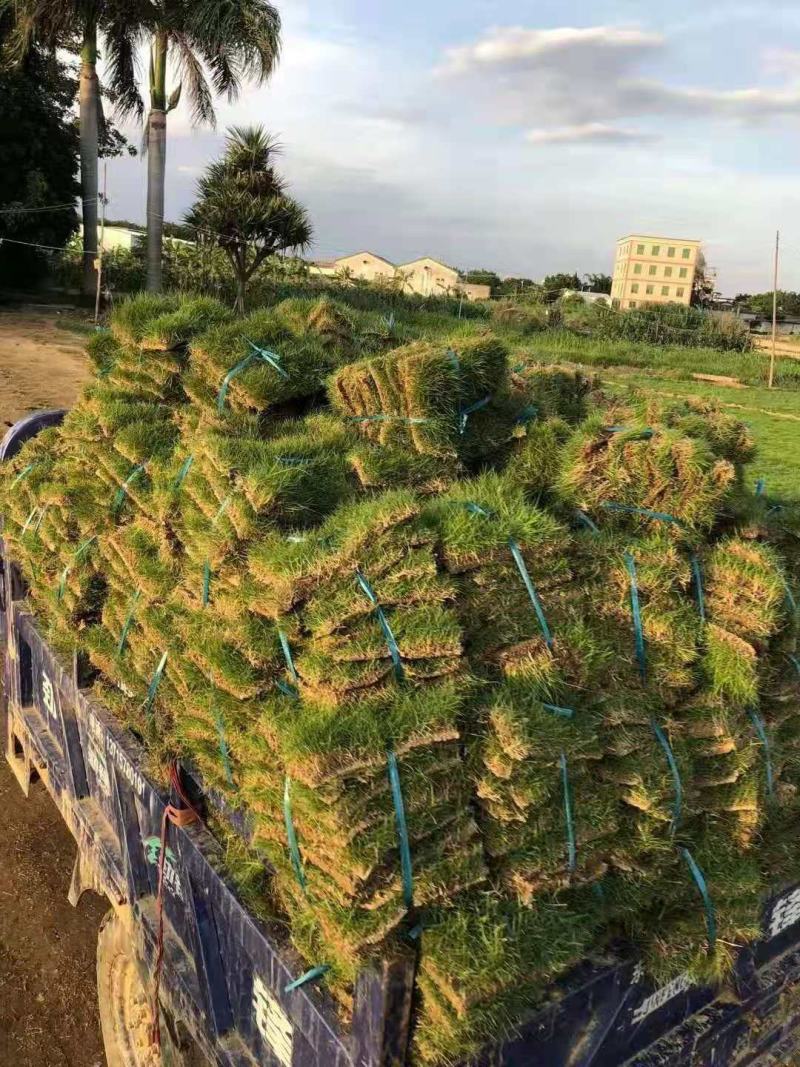 百慕大草坪，马尼拉草坪，中华结缕草（兰引三号），沙培果岭