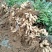 【热销】鲜花生，纯沙地大白沙产地直销货源充足量大从优