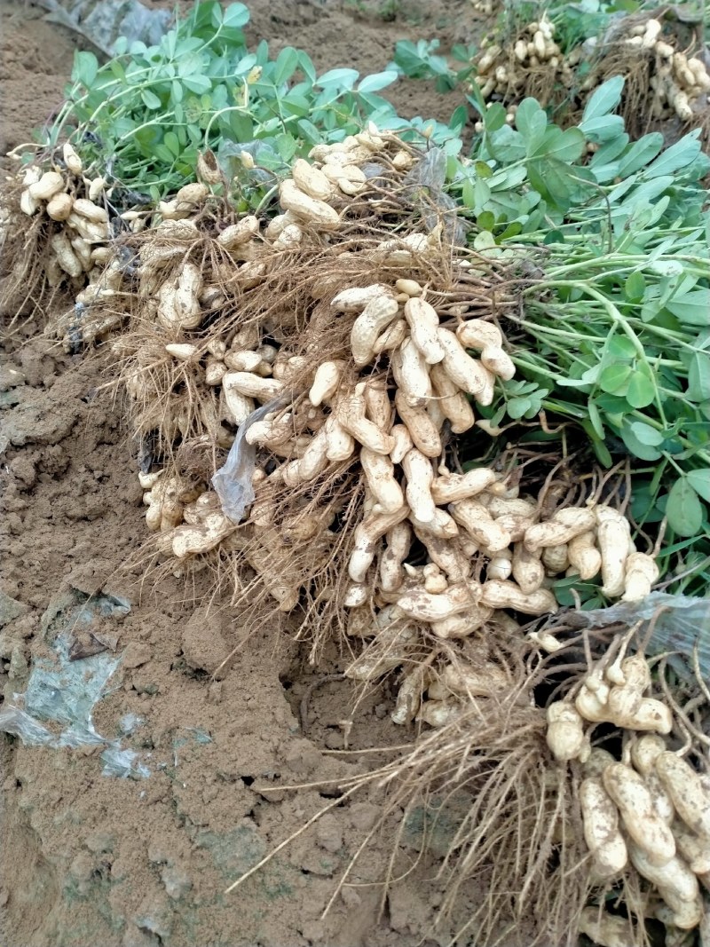 【热销】鲜花生，纯沙地大白沙产地直销货源充足量大从优