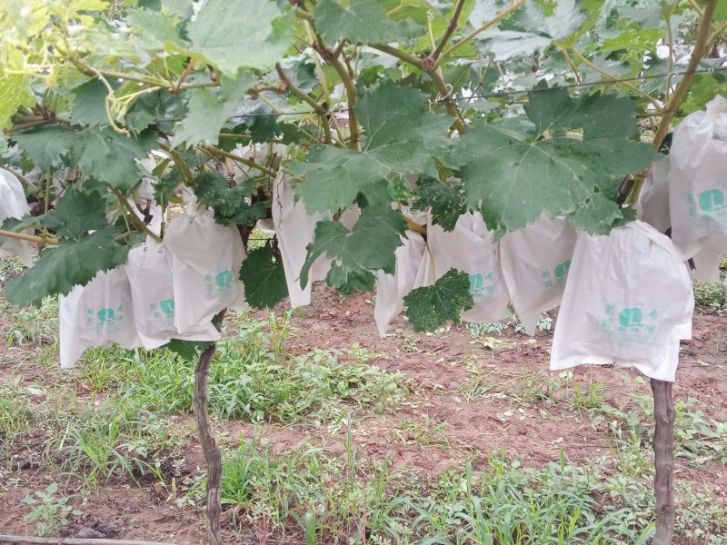 百亩夏黑葡萄，精品预订中