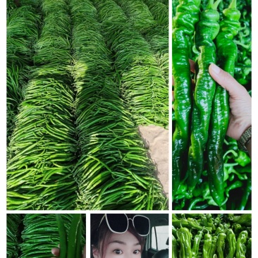 【精选】鲜辣椒二荆条线椒对接商超产地直发货源充足