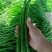 【精选】鲜辣椒二荆条线椒对接商超产地直发货源充足
