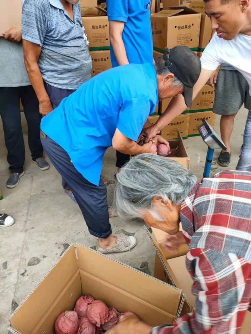 优质梨圆黄梨皮薄汁多口感甜脆一手货源对接全国欢迎来电