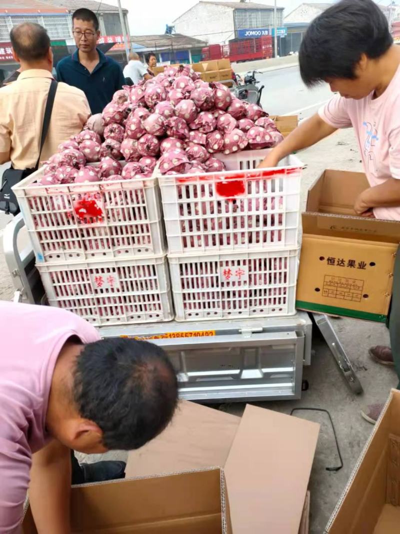 优质梨圆黄梨皮薄汁多口感甜脆一手货源对接全国欢迎来电