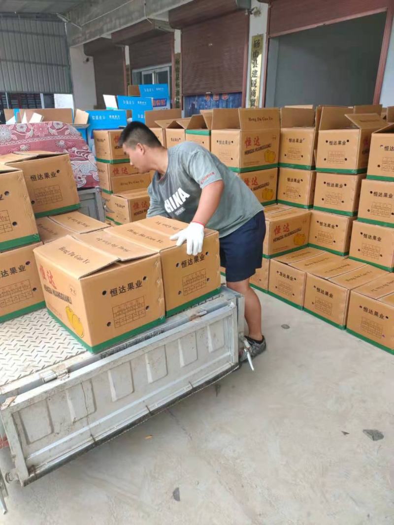 优质梨圆黄梨皮薄汁多口感甜脆一手货源对接全国欢迎来电