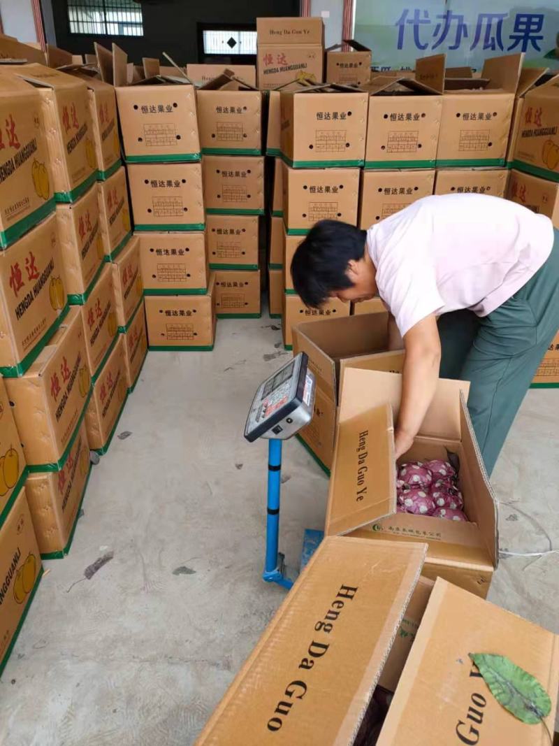 优质梨圆黄梨皮薄汁多口感甜脆一手货源对接全国欢迎来电