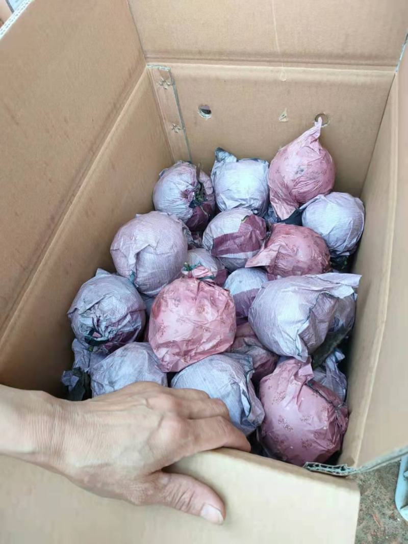 优质梨圆黄梨皮薄汁多口感甜脆一手货源对接全国欢迎来电