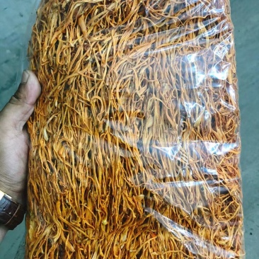 北虫草产区直供，虫草花批发，鲜虫草，虫草专供