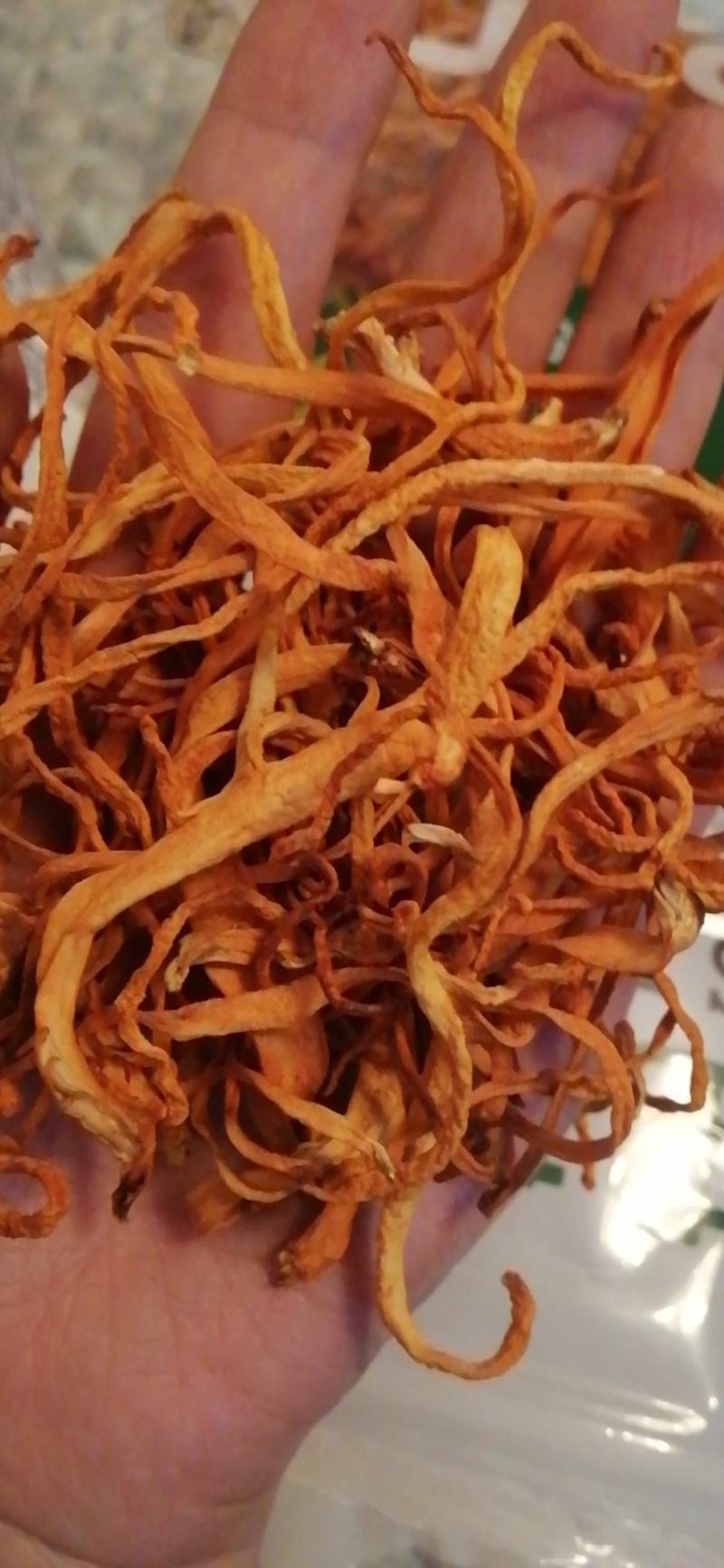 北虫草产区直供，虫草花批发，鲜虫草，虫草专供