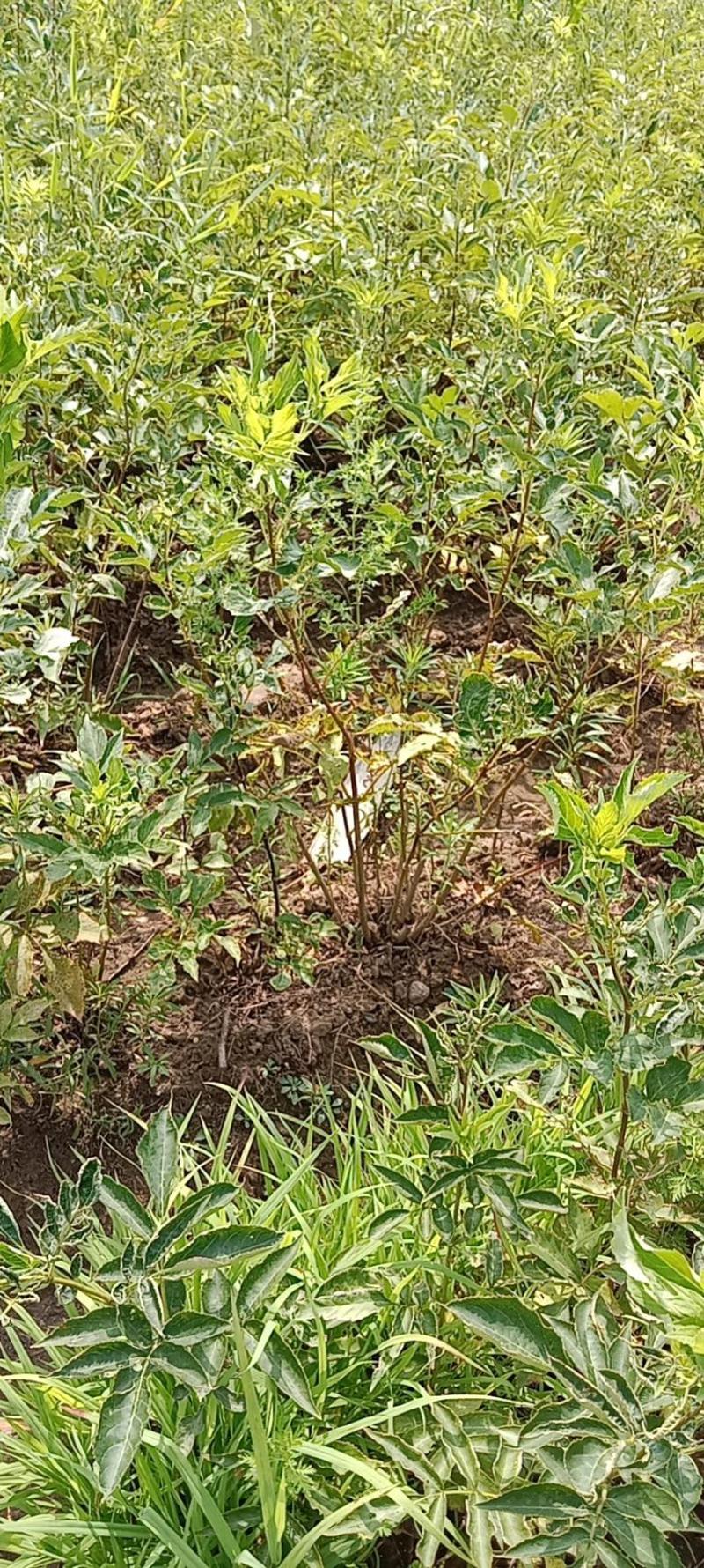辽宁开原接骨木小苗工程苗繁育基地产地直发