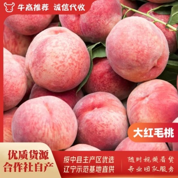 绥中县红毛桃基地,春雪毛桃,突围毛桃,合作社自产优质货源