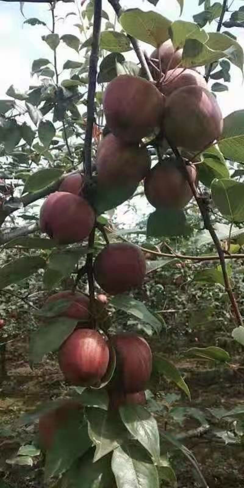 彩虹梨七彩虹梨胎里红梨早酥红梨现货供应欢迎采购