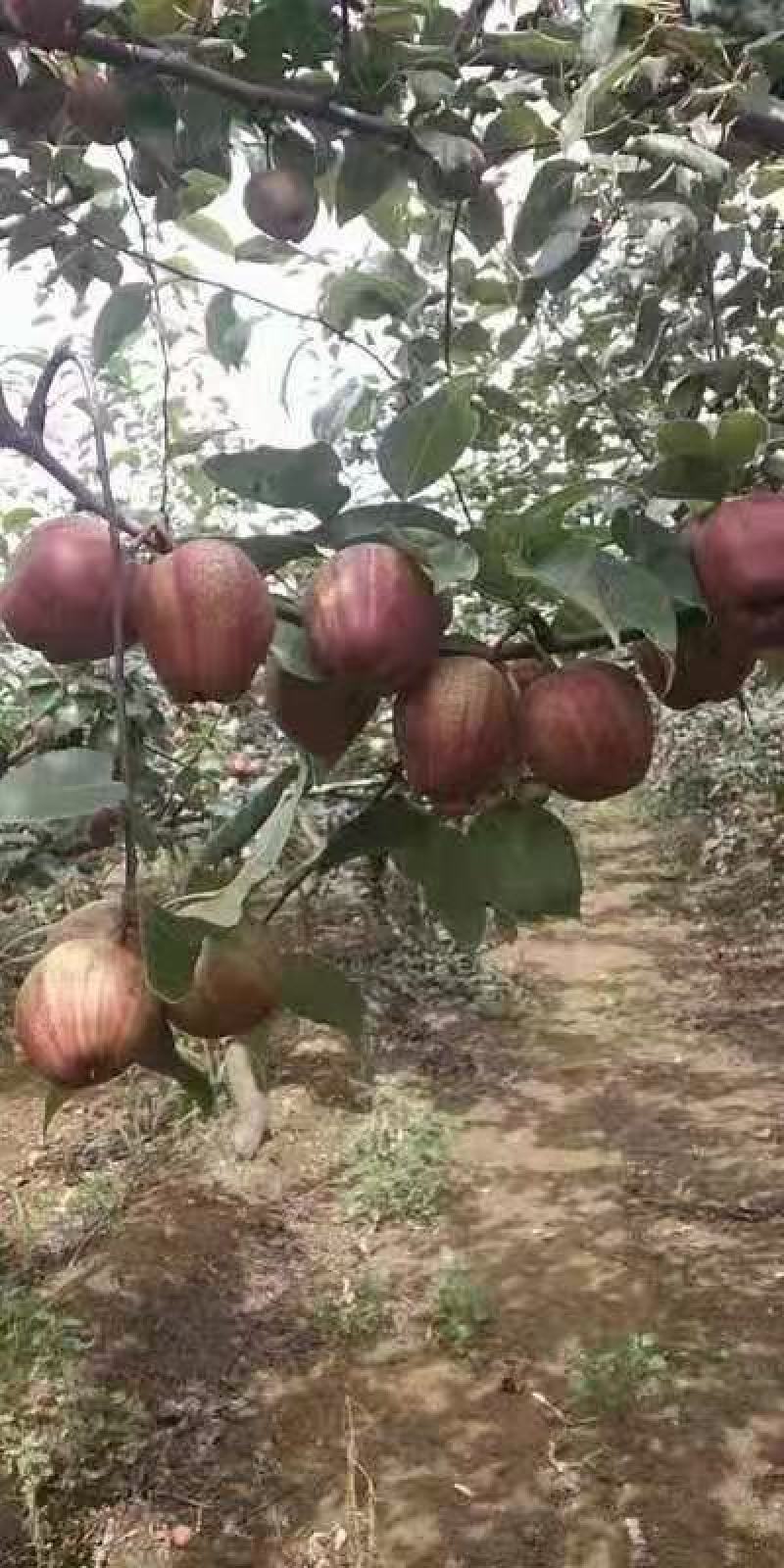 彩虹梨七彩虹梨胎里红梨早酥红梨现货供应欢迎采购