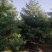 泰安市泰山区精品华山松基地（3--6米）