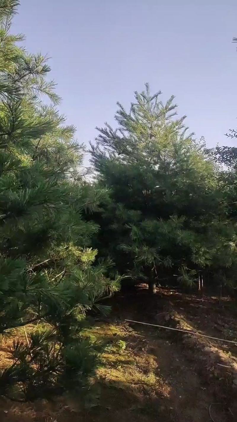 泰安市泰山区精品华山松基地（3--6米）