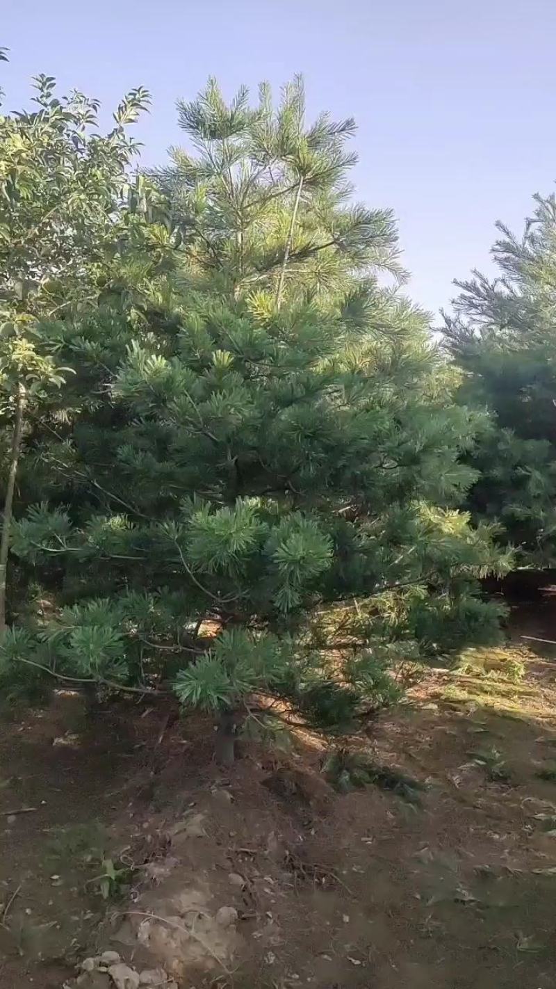 泰安市泰山区精品华山松基地（3--6米）