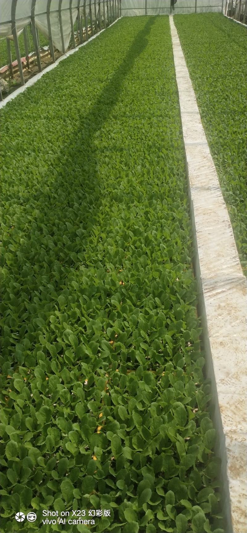 云南陆良白菜苗大量上市，量大从优，欢迎前来采购