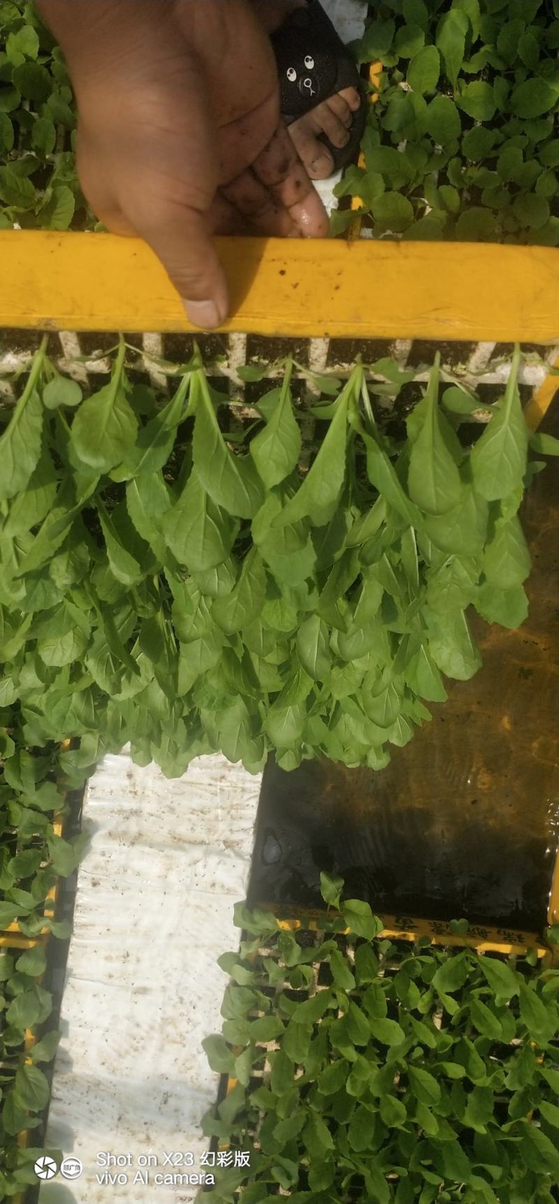 云南陆良白菜苗大量上市，量大从优，欢迎前来采购