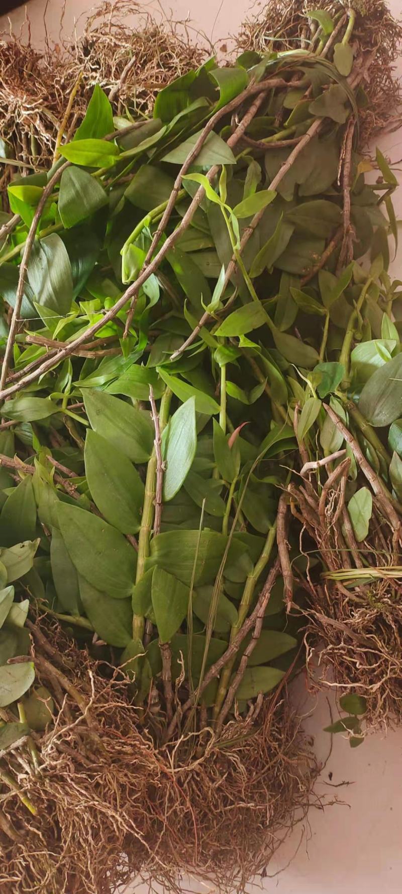 云南普洱野生石斛中黄草_天宫石斛_可食用可种植