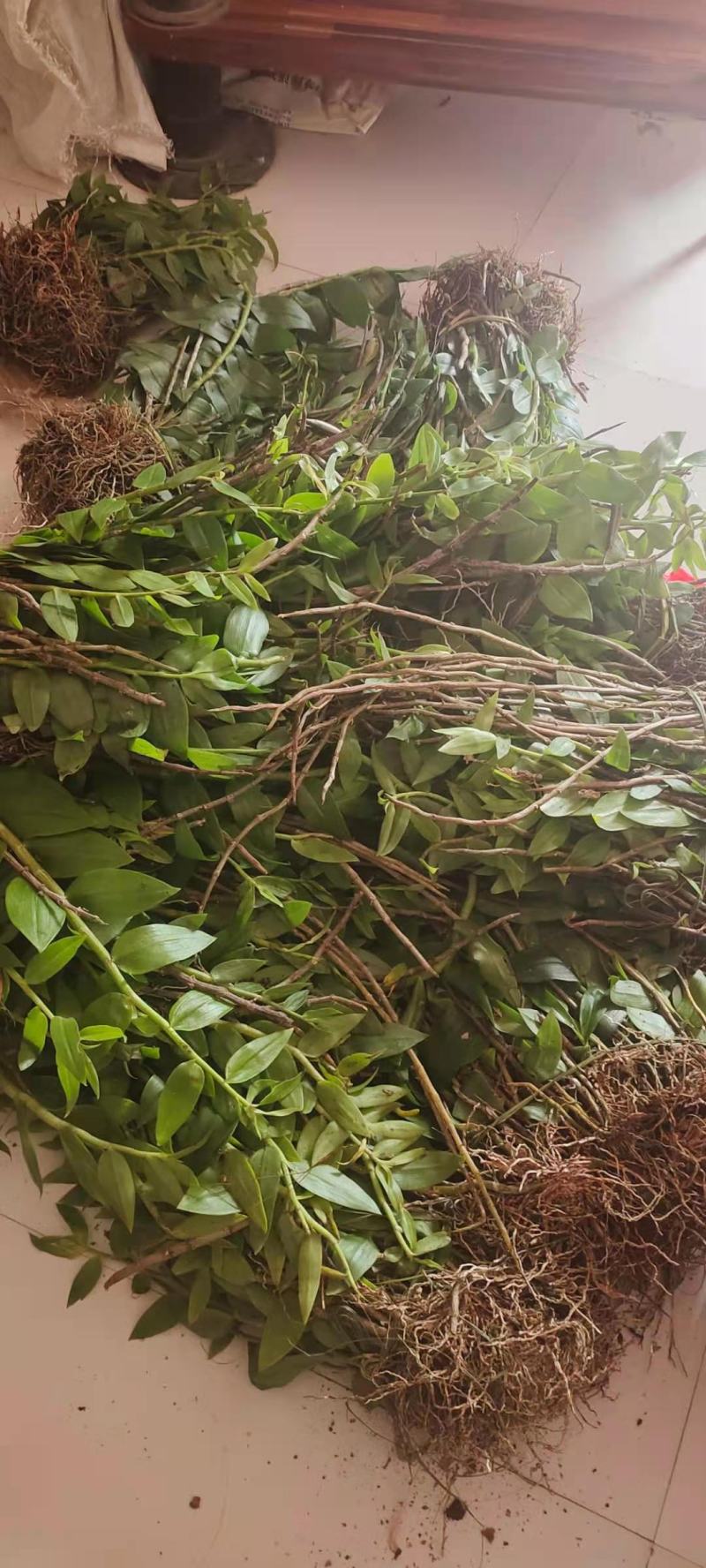 云南普洱野生石斛中黄草_天宫石斛_可食用可种植