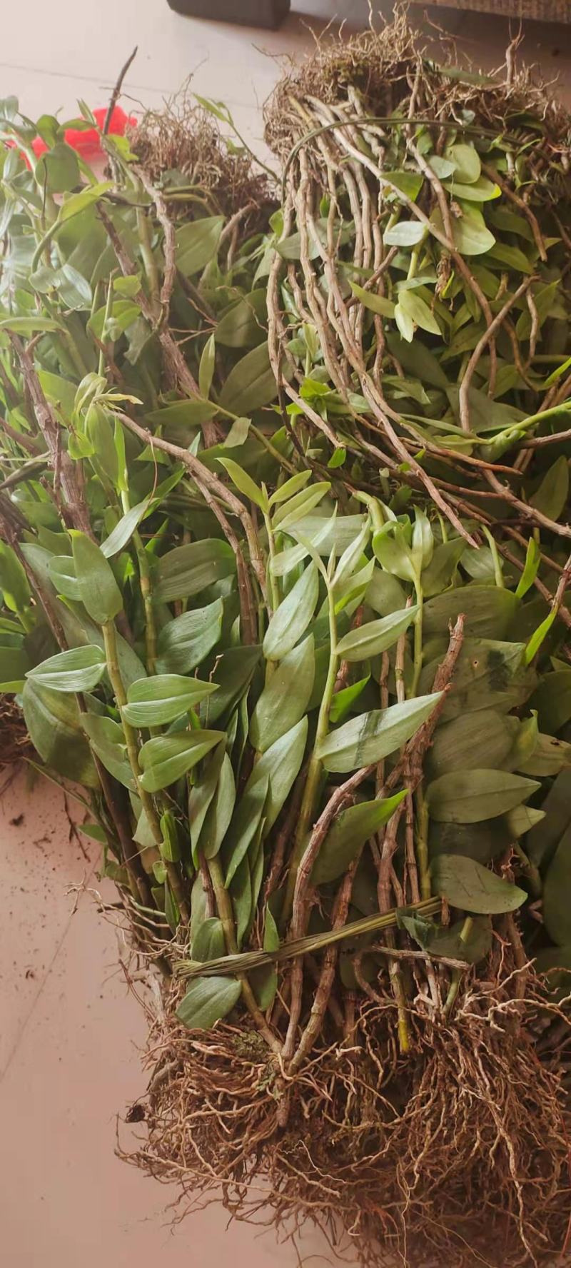 云南普洱野生石斛中黄草_天宫石斛_可食用可种植