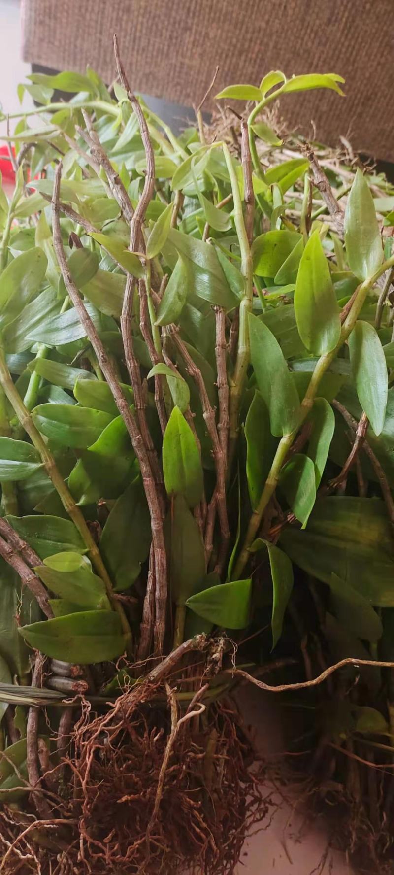 云南普洱野生石斛中黄草_天宫石斛_可食用可种植