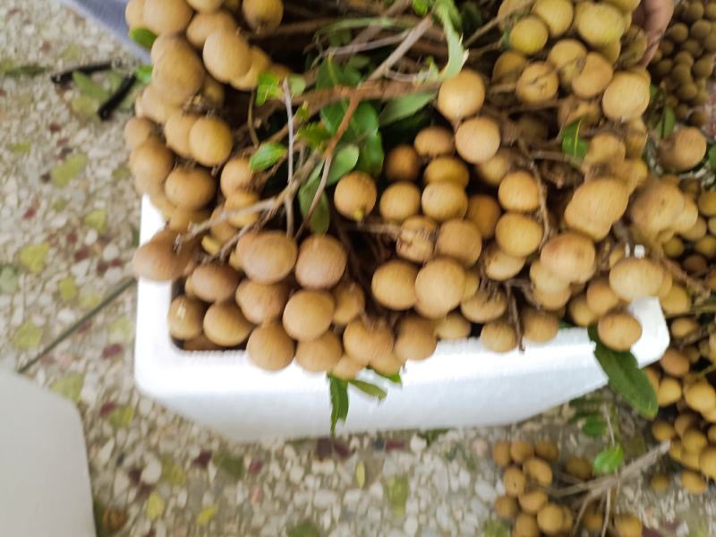 高州市储良龙眼，可一件代发，果大肉厚糖份高，口感脆甜超好