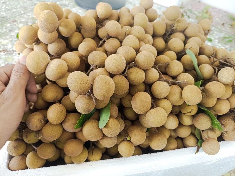 高州市储良龙眼，可一件代发，果大肉厚糖份高，口感脆甜超好